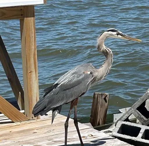 Bay Dream Gulf Shores